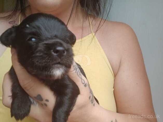 Chihuahua pup for sale in Honiton, Devon - Image 2