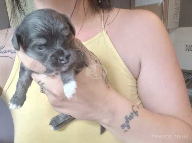 Chihuahua pup for sale in Honiton, Devon - Image 3