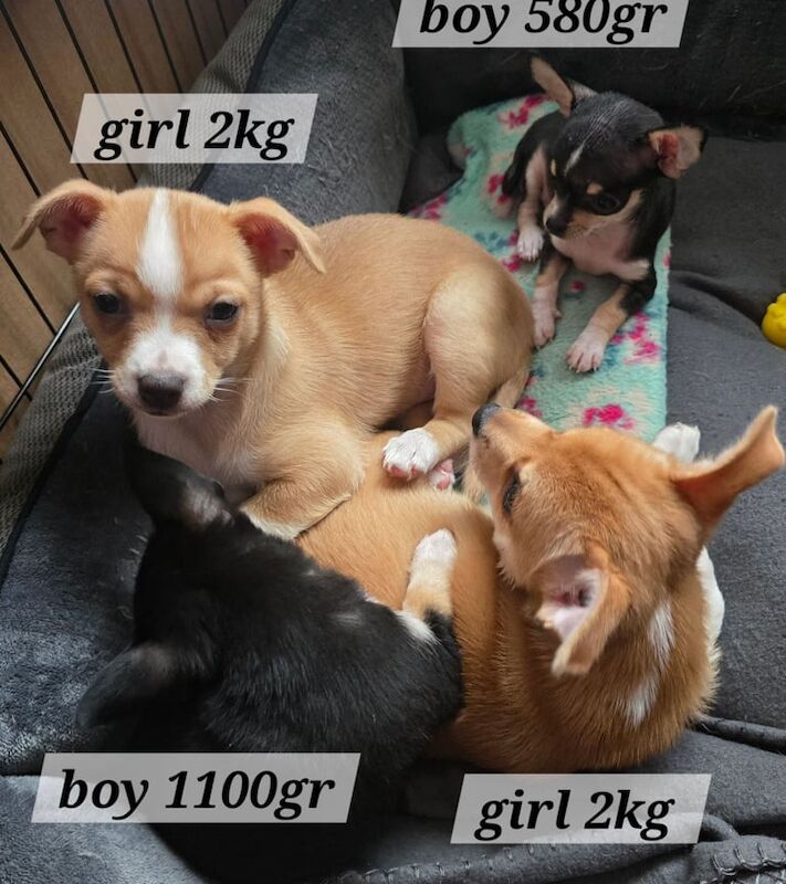 Chihuahua pupies for sale in Portadown, County Armagh