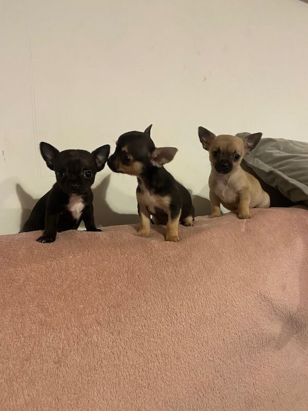 Chihuahua Puppies for sale in King's Heath, West Midlands