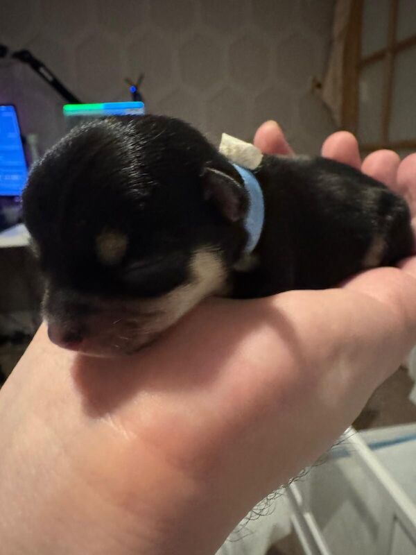 Chihuahua puppies for sale in Lochgelly, Fife