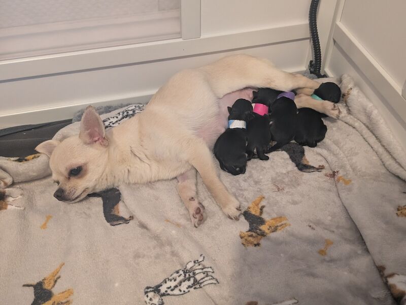 Chihuahua puppies for sale in Lochgelly, Fife - Image 2