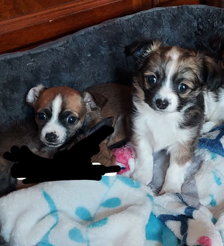 Chihuahua puppies for sale in Doncaster, South Yorkshire