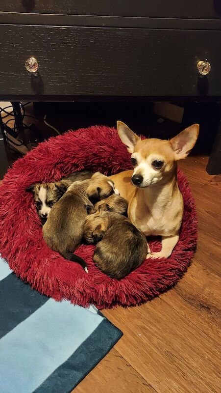 Chihuahua puppies for sale in Doncaster, South Yorkshire - Image 2