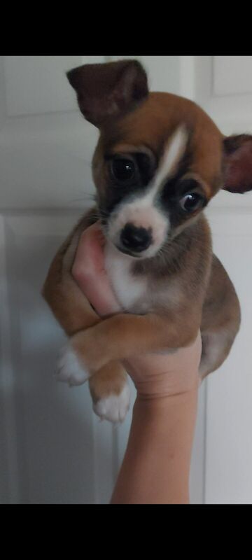 Chihuahua puppies for sale in Doncaster, South Yorkshire - Image 3