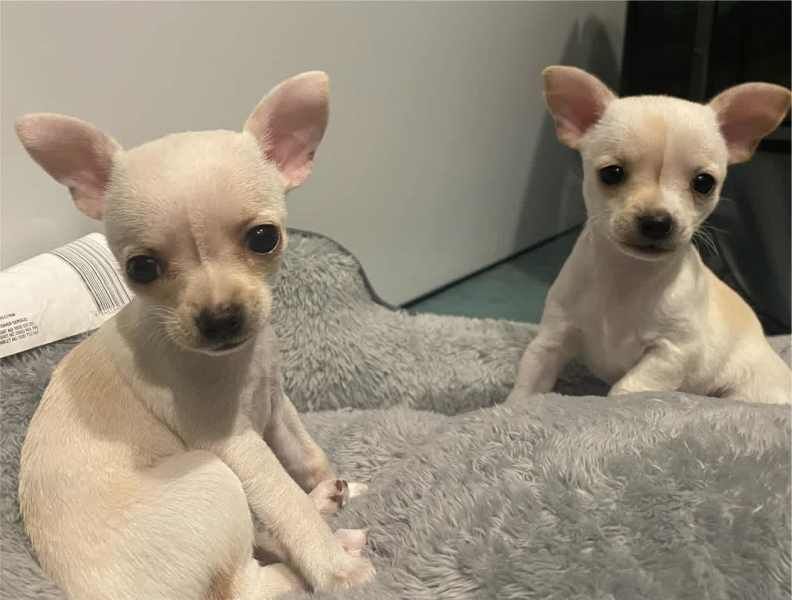 Chihuahua puppies for sale in Bristol, Bristol