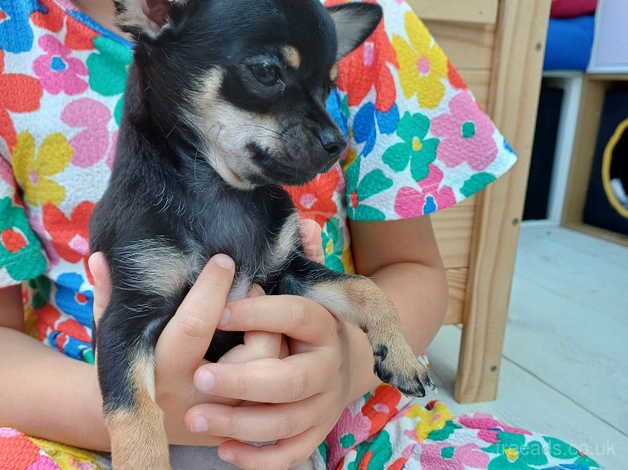 Chihuahua Puppies (1left) ready quick sale for sale in Scunthorpe, Lincolnshire