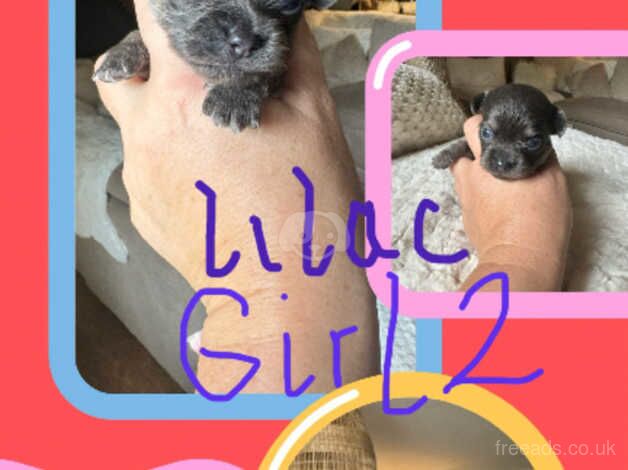 Chihuahua puppies (2 lilac girls 1 boy all black long haired) for sale in Cullompton, Devon - Image 2