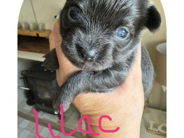 Chihuahua puppies (2 lilac girls 1 boy all black long haired) for sale in Cullompton, Devon - Image 3