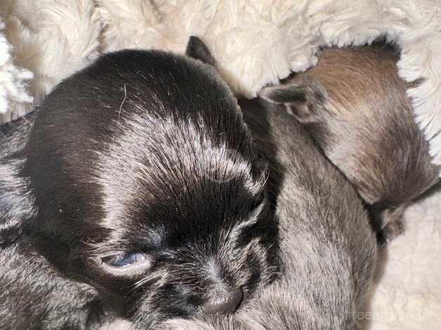 Chihuahua puppies (2 lilac girls 1 boy all black long haired) for sale in Cullompton, Devon - Image 4