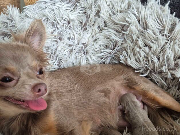 Chihuahua puppies boy and girl for sale in Leatherhead, Surrey - Image 2