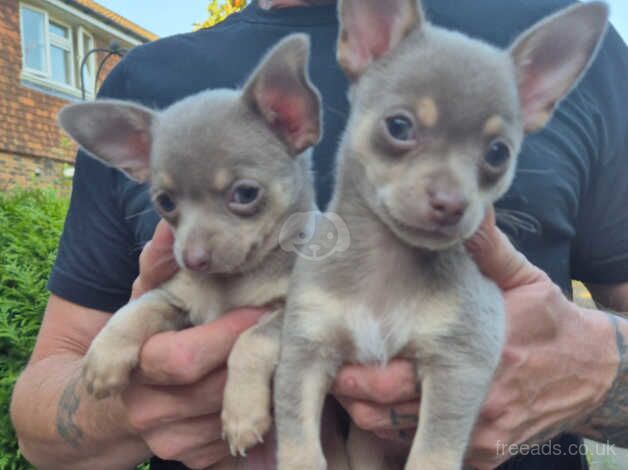 Chihuahua puppies boy and girl for sale in Leatherhead, Surrey - Image 3