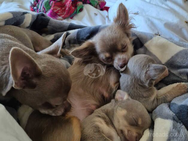 Chihuahua puppies boy and girl for sale in Leatherhead, Surrey - Image 4