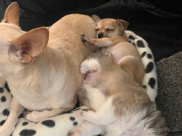 Chihuahua Puppies for sale 1 boy 1 girl available for sale in Carluke, South Lanarkshire