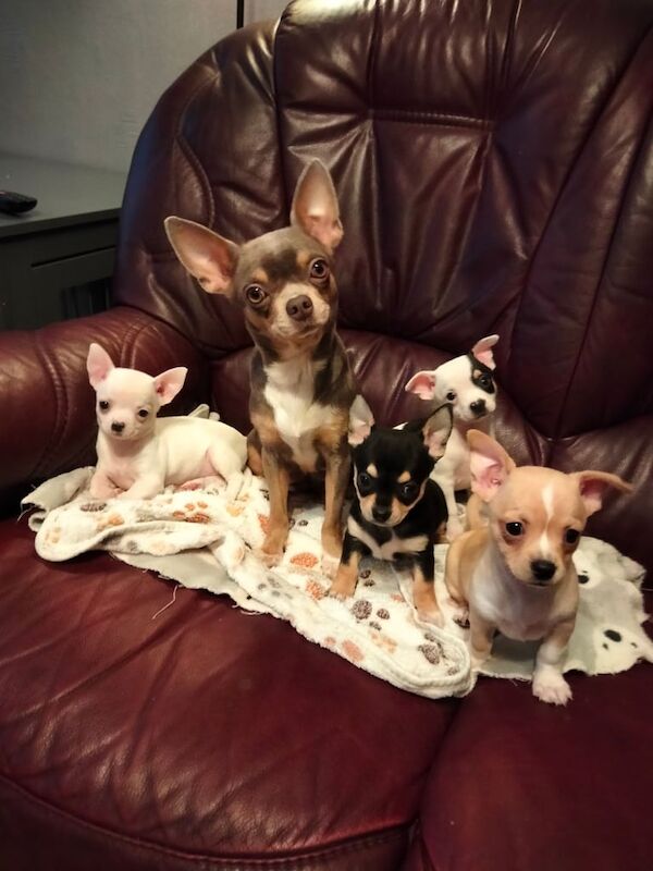 Chihuahua Puppies For Sale in Norbury, Greater London