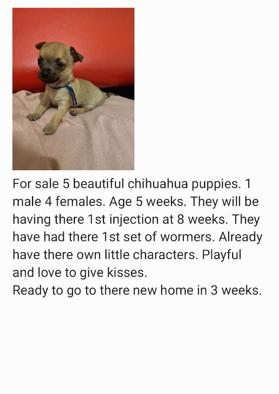 Chihuahua puppies for sale in Cumbria 