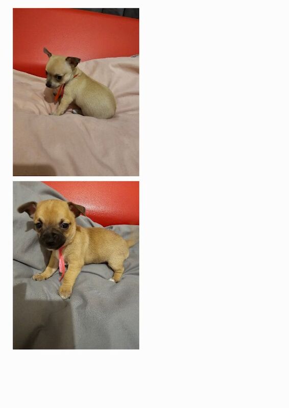 Chihuahua puppies for sale in Cumbria - Image 2