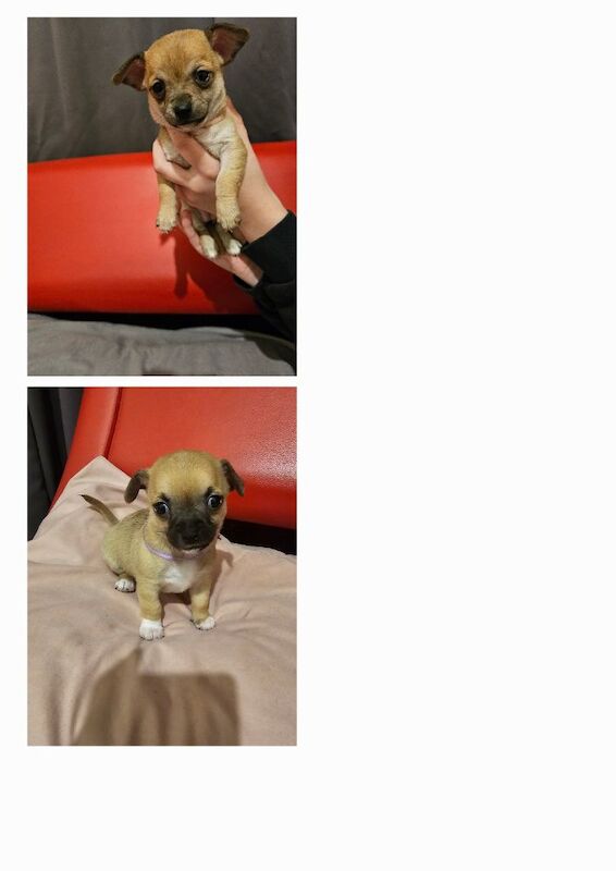 Chihuahua puppies for sale in Cumbria - Image 3