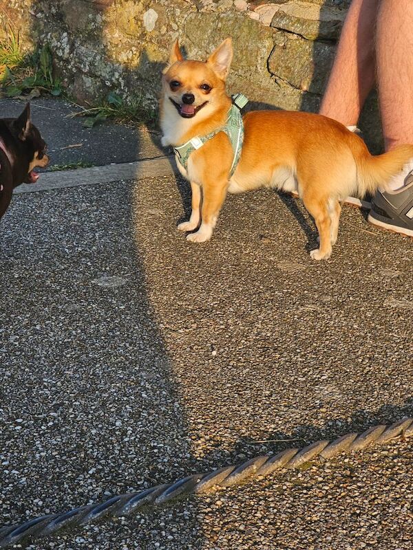 Chihuahua puppies for sale in Cumbria - Image 5