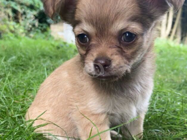 chihuahua puppies for sale in Cawston, Warwickshire