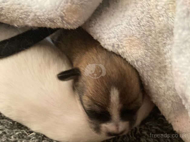 Chihuahua puppies for sale in Clacton-On-Sea, Essex