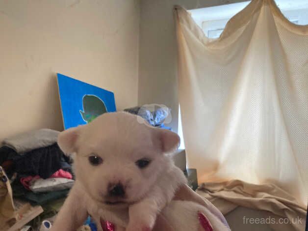 Chihuahua puppies for sale in Clacton-On-Sea, Essex - Image 2