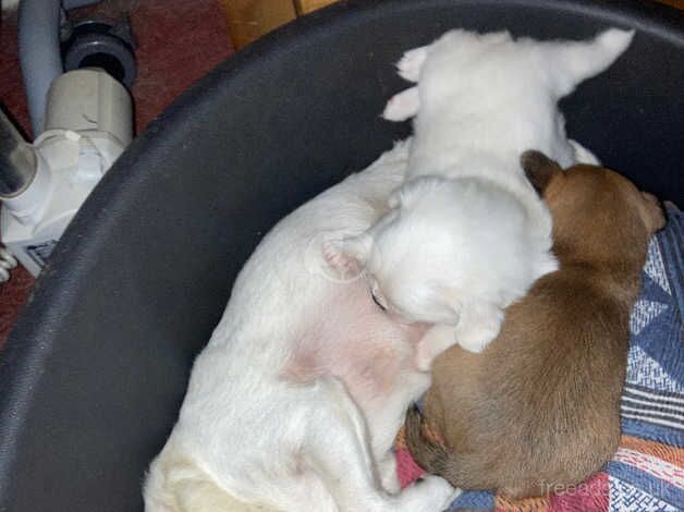 Chihuahua puppies for sale in Clacton-On-Sea, Essex - Image 3