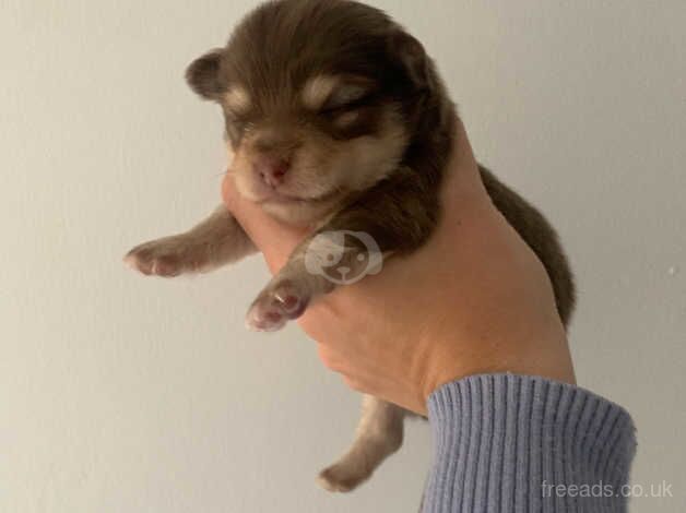 Chihuahua puppies for sale in Ebbw Vale/Glyn Ebwy, Blaenau Gwent - Image 1