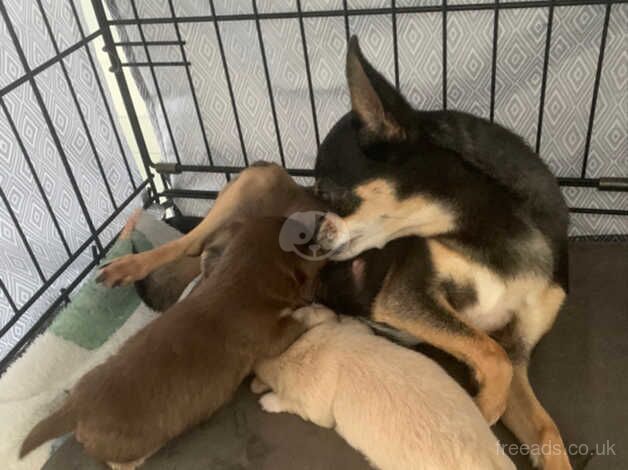 Chihuahua puppies for sale in Ebbw Vale/Glyn Ebwy, Blaenau Gwent - Image 2