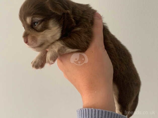 Chihuahua puppies for sale in Ebbw Vale/Glyn Ebwy, Blaenau Gwent - Image 3