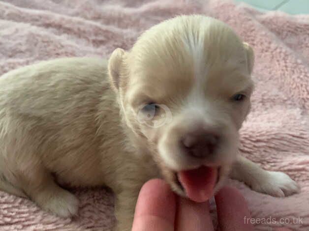 Chihuahua puppies for sale in Ebbw Vale/Glyn Ebwy, Blaenau Gwent - Image 4