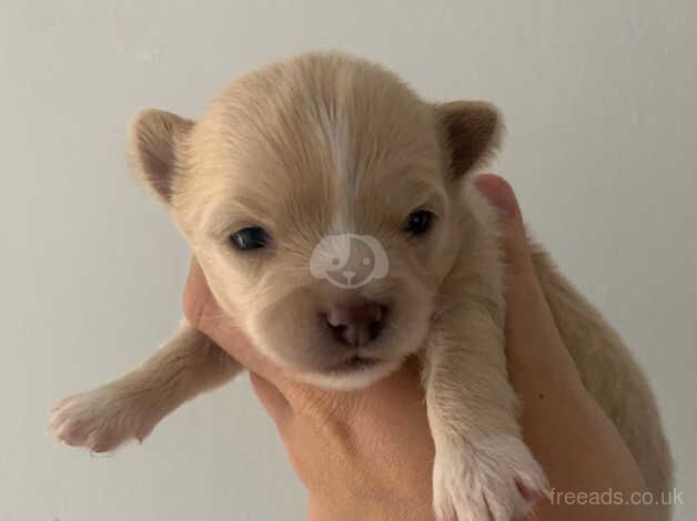 Chihuahua puppies for sale in Ebbw Vale/Glyn Ebwy, Blaenau Gwent - Image 5