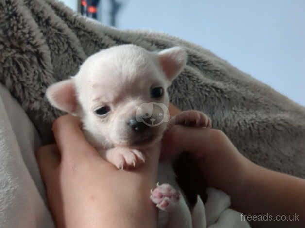 Chihuahua puppies full breed parents are kc for sale in Rossendale