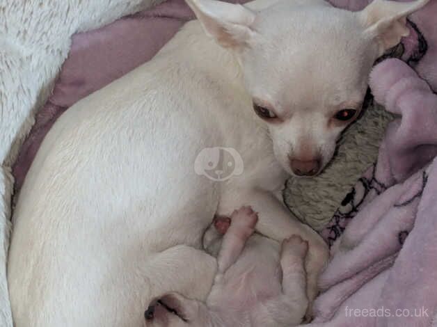 Chihuahuas for sale in Rossendale