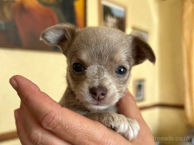 Chihuahua puppies for sale in Barnstaple, Devon - Image 1