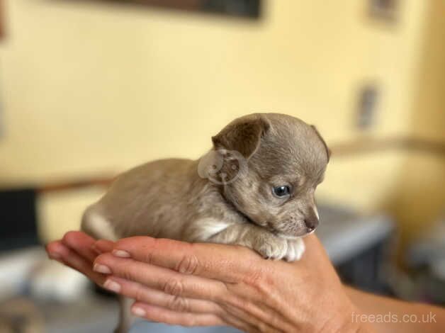 Chihuahua puppies for sale in Barnstaple, Devon - Image 2