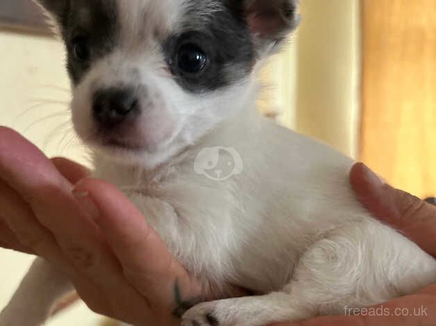 Chihuahua puppies for sale in Barnstaple, Devon - Image 3