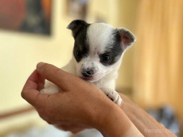 Chihuahua puppies for sale in Barnstaple, Devon - Image 4