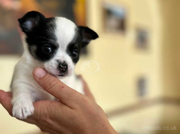 Chihuahua puppies for sale in Barnstaple, Devon - Image 5