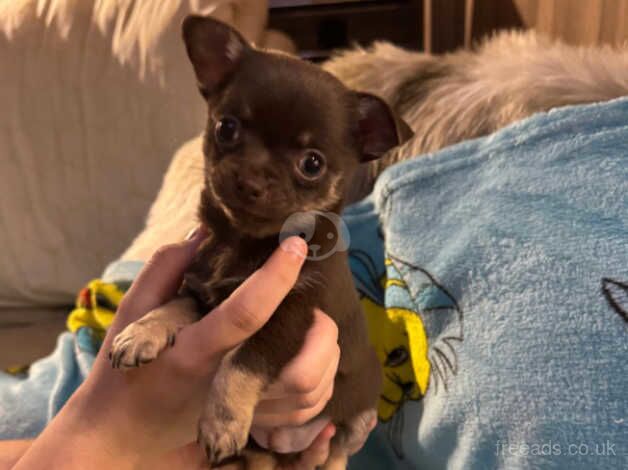 Chihuahua puppies for sale in Chertsey, Surrey