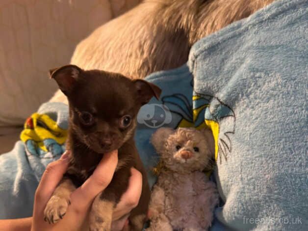 Chihuahua Puppies for sale in Surrey