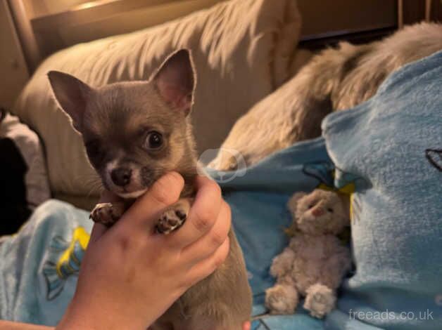 Chihuahua Puppies for sale