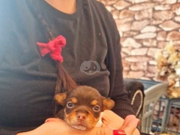 Chihuahua puppies for sale in Dartford, Kent