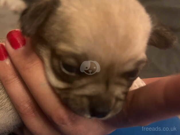 Chihuahua puppies for sale in Dartford, Kent - Image 2