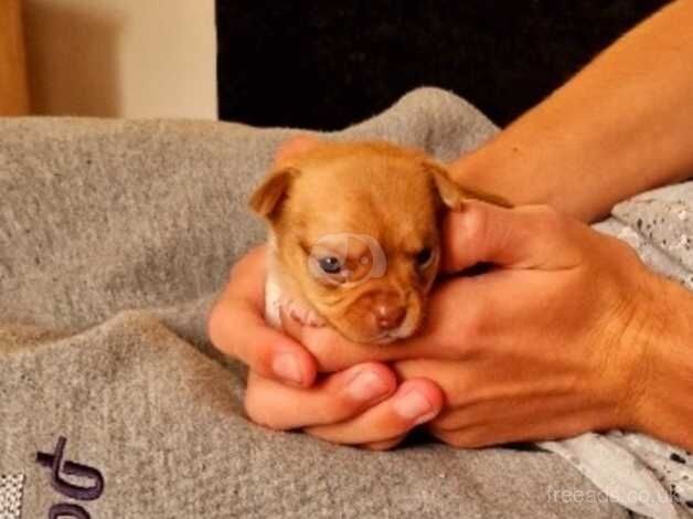 Chihuahua puppies for sale in Dartford, Kent - Image 5