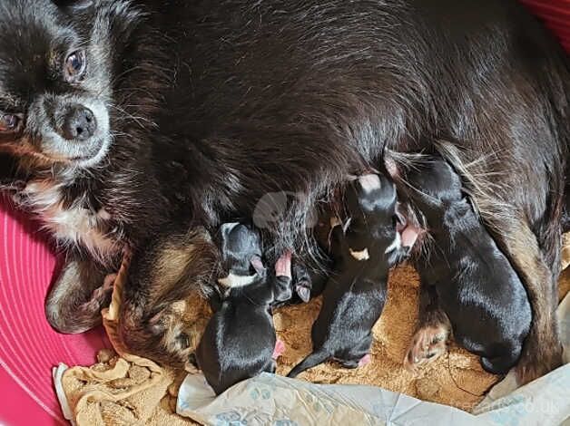 Chihuahua puppies for sale in Glasgow, South Lanarkshire - Image 1