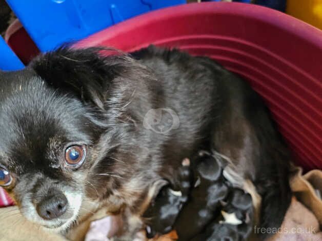 Chihuahuas for sale in Glasgow, South Lanarkshire