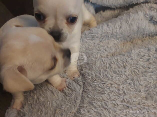 Chihuahua puppies for sale in Glasgow, Glasgow City