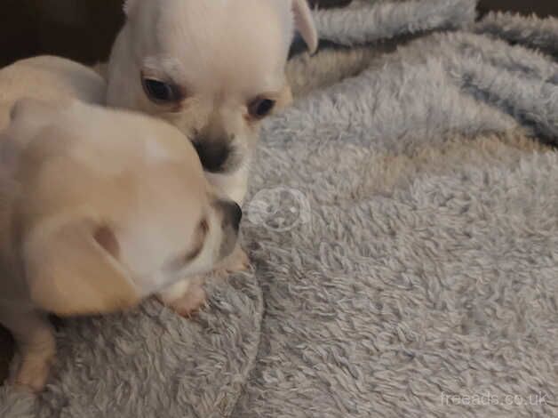 Chihuahua puppies for sale in Glasgow, Glasgow City - Image 2