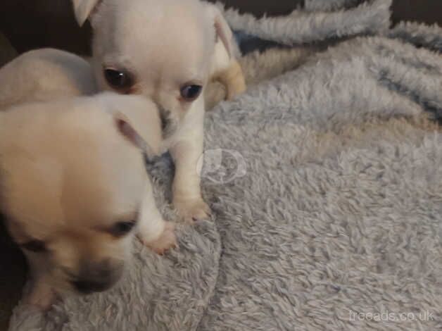 Chihuahua Puppies for sale in Glasgow City